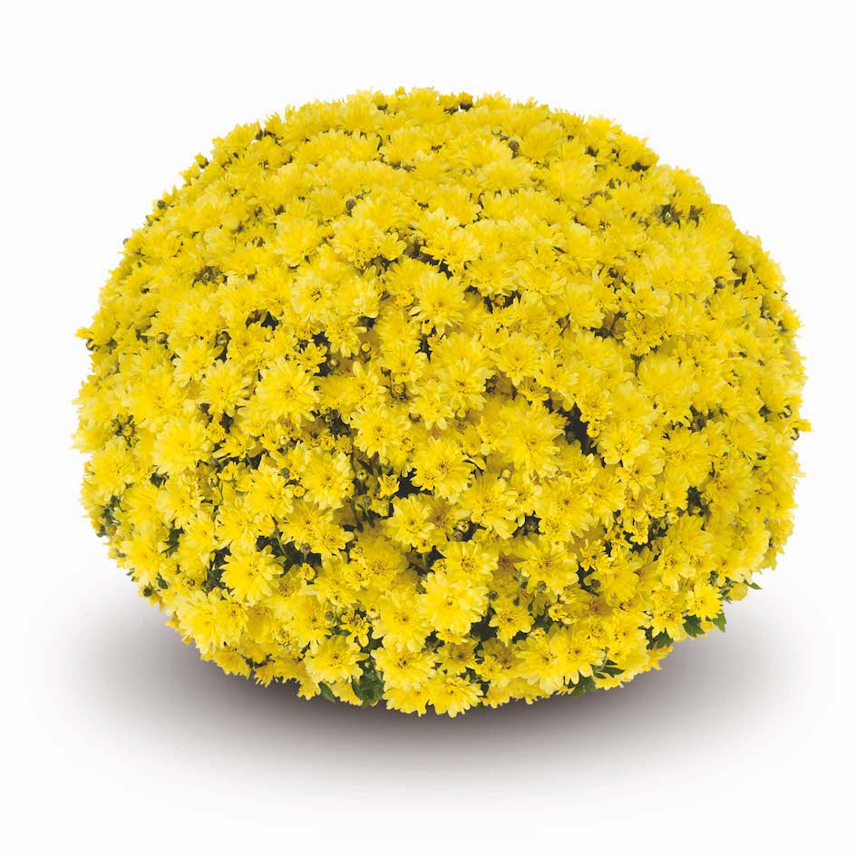 Yellow Belgian Mums®