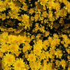 Yellow Belgian Mums®