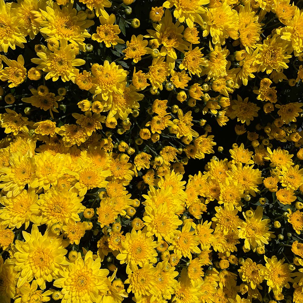 Yellow Belgian Mums®