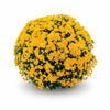 Yellow Belgian Mums®