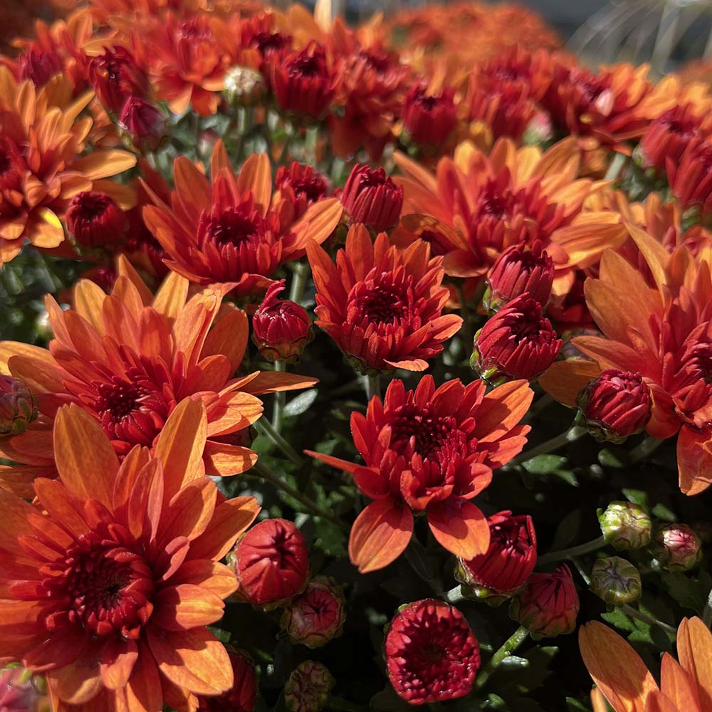 Orange Belgian Mums®