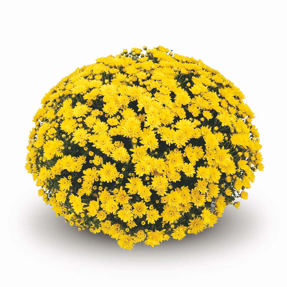 Yellow Belgian Mums®