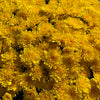 Yellow Belgian Mums®