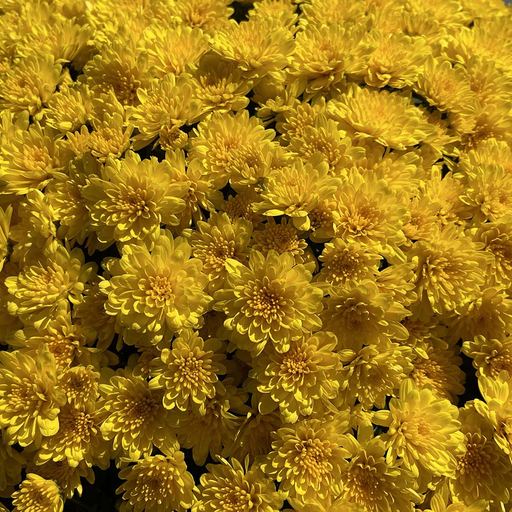 Yellow Belgian Mums®