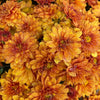 Orange Belgian Mums®