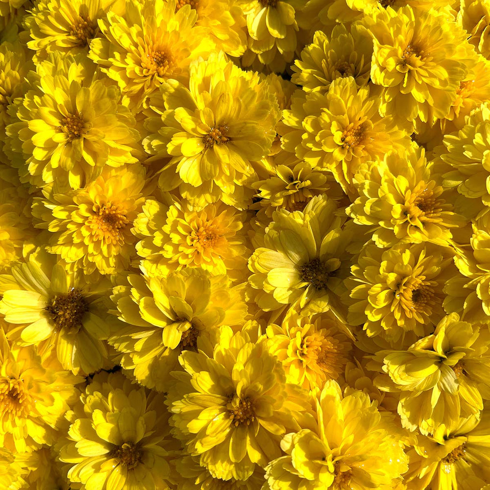Yellow Belgian Mums®