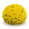 Yellow Belgian Mums®