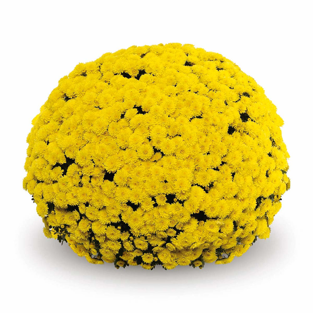 Yellow Belgian Mums®