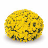 Yellow Belgian Mums®