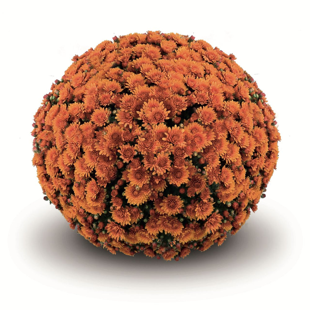 Orange Belgian Mums®