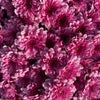 Purple Belgian Mums®