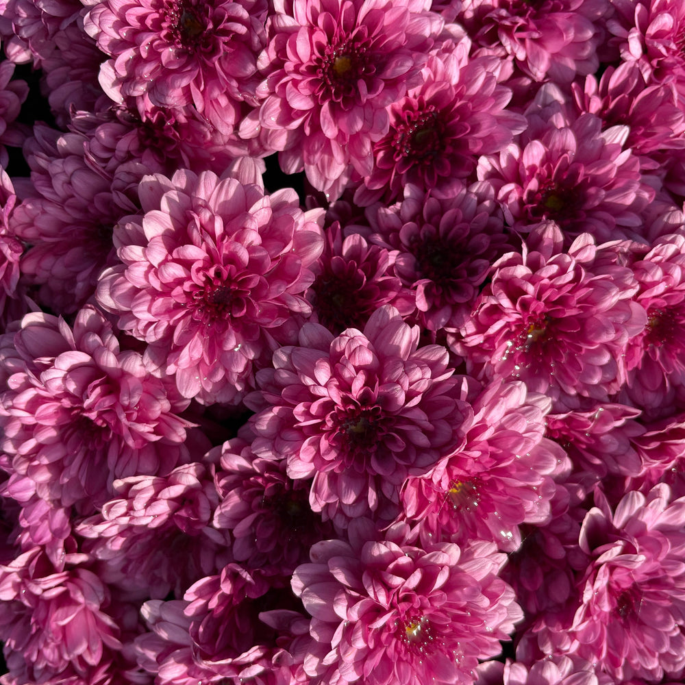 Purple Belgian Mums®
