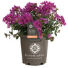 Bloomables® Bellini® Grape Crape Myrtle