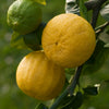 Bergamot Orange Tree
