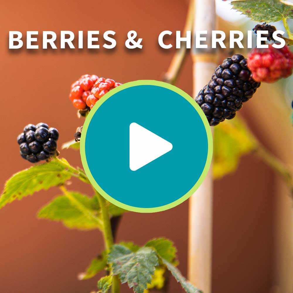 Bushel and Berry® Peach Sorbet™ Blueberry Bush