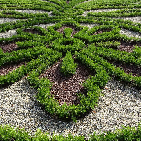 Better Boxwood® Renaissance™ Shrub