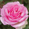 Eleganza® Beverly™ Rose Shrub in Fiber Pot