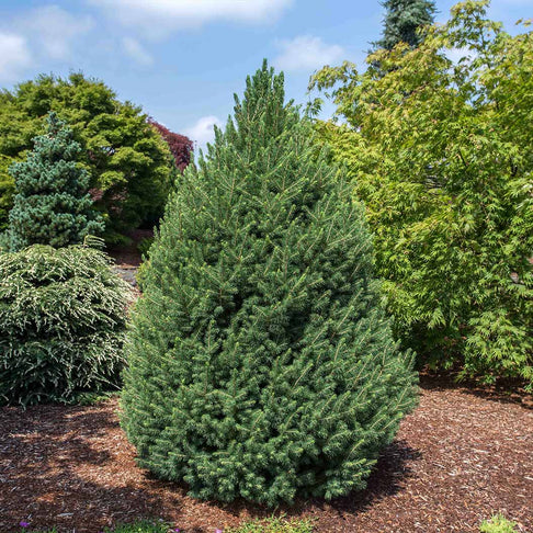 Big Berta White Spruce Tree