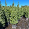 Big Berta White Spruce Tree