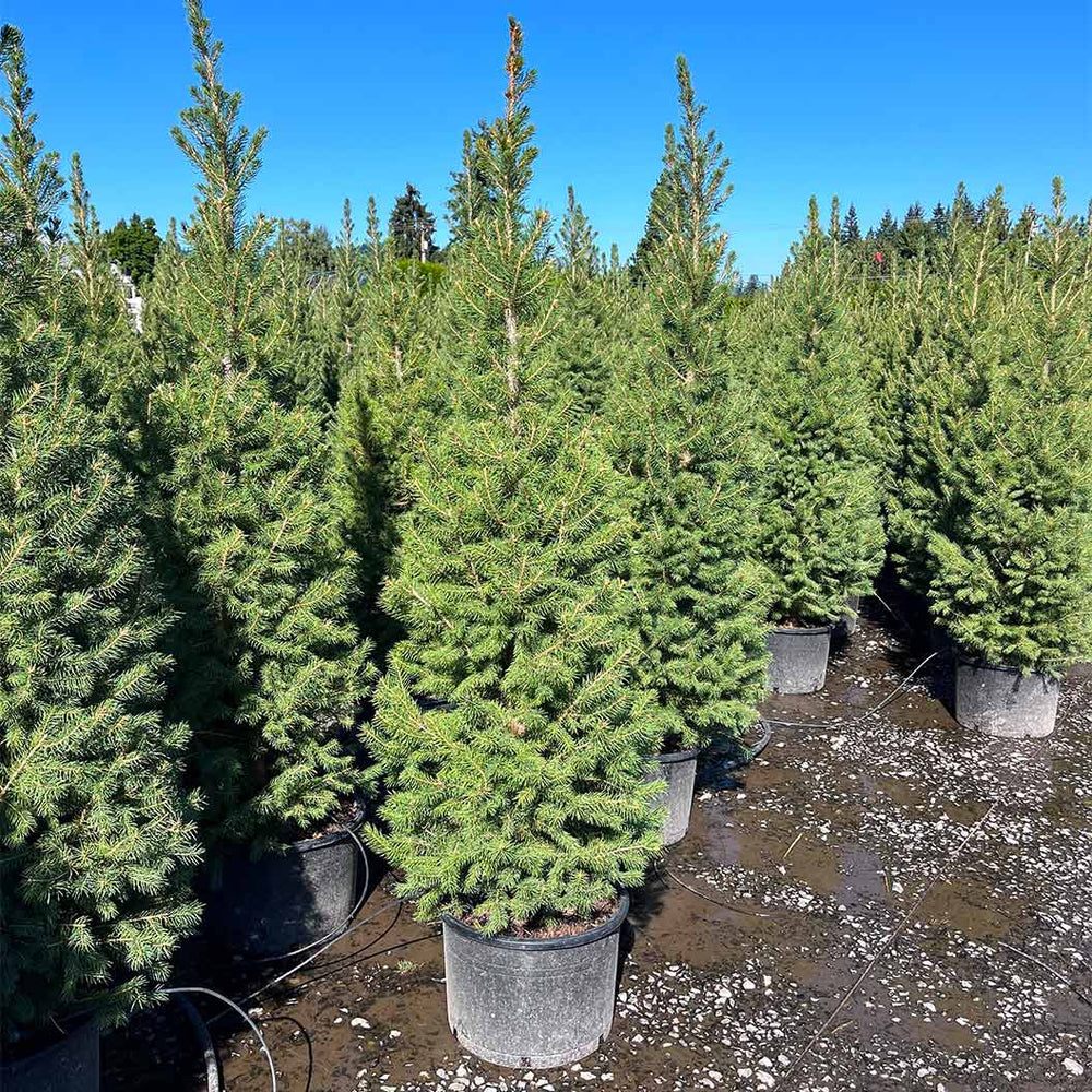 Big Berta White Spruce Tree