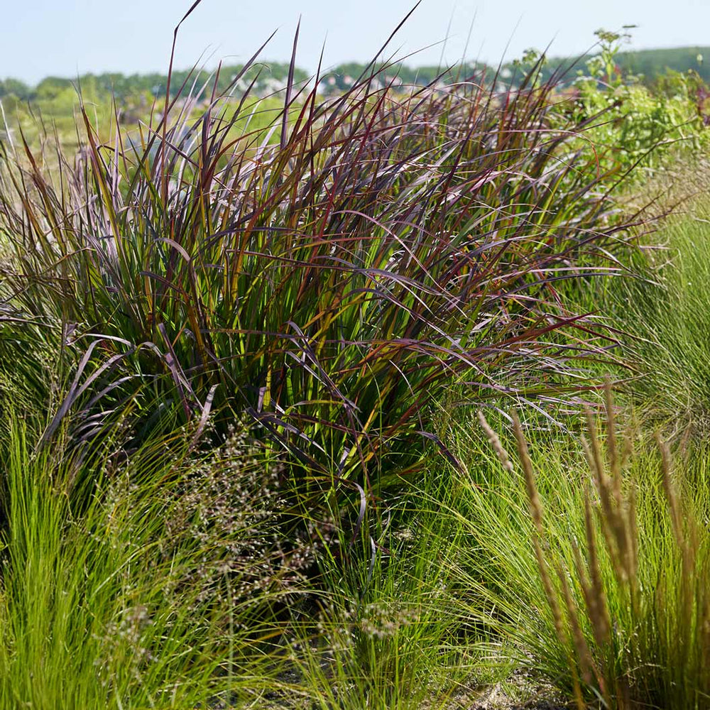 Blackhawks Big Bluestem Grass