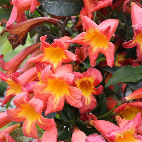 Proven Winners® Dressed To Thrill® Crossvine