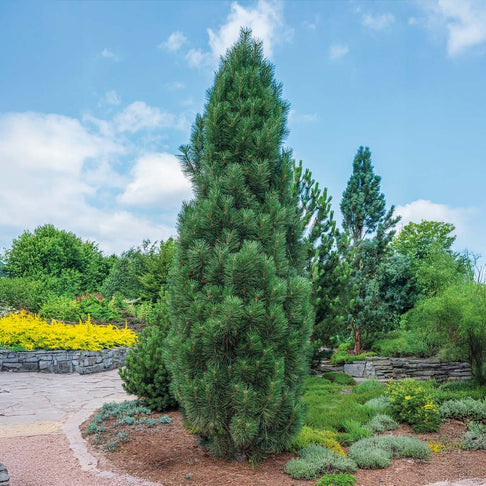 Frank Austrian Pine Tree