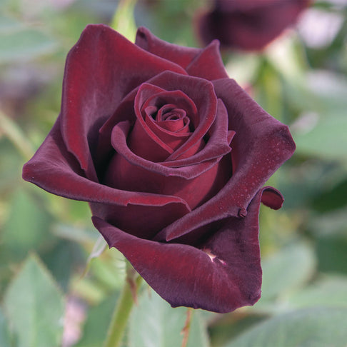 Black Baccara® Rose
