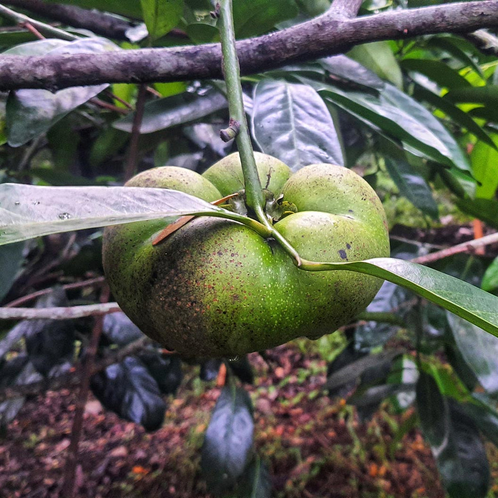 Black Sapote