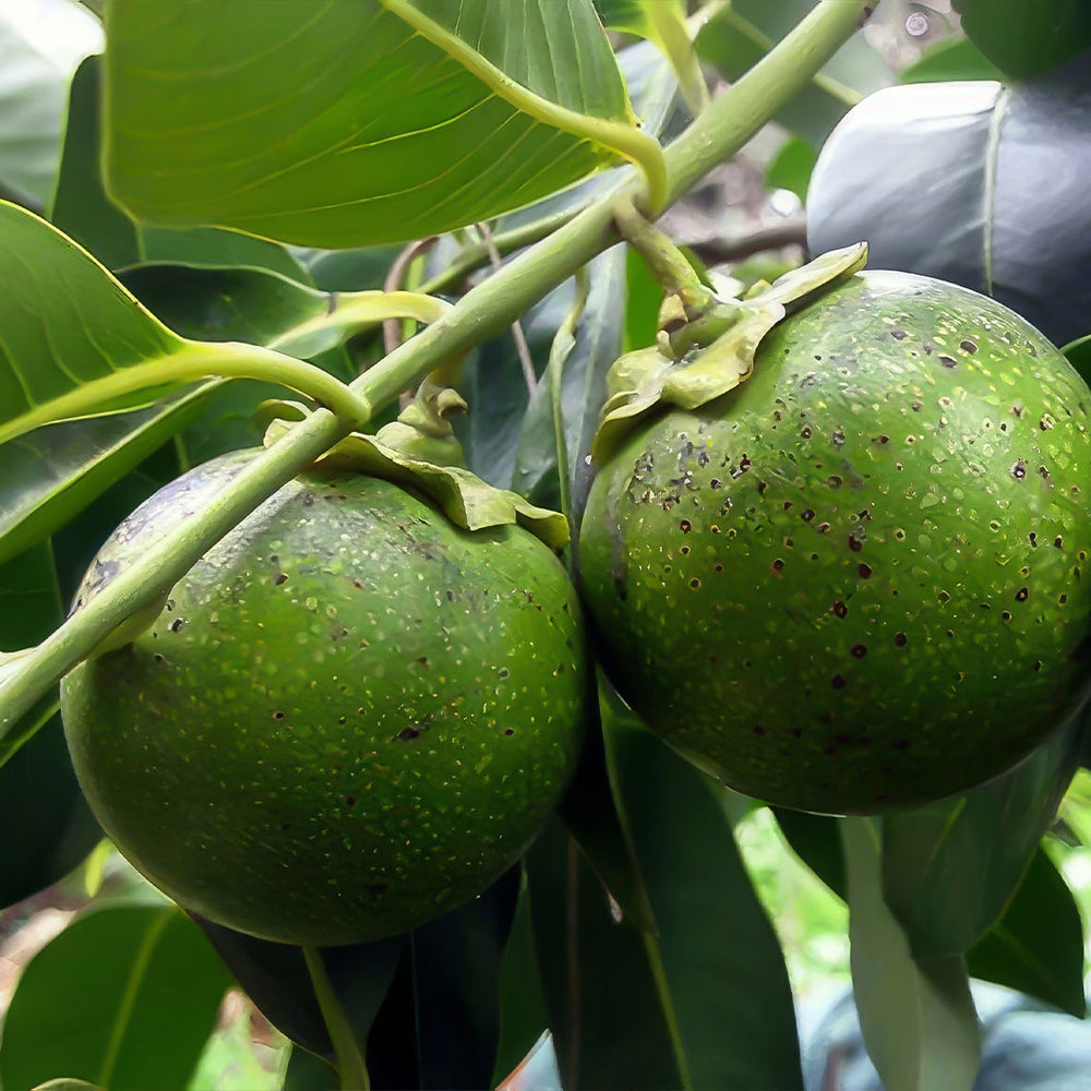 Chocolate Persimmon Tree