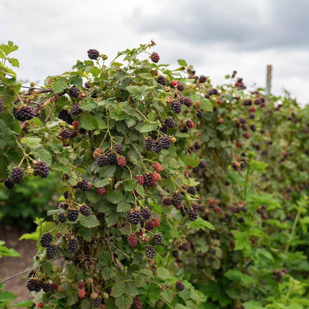 Black Satin Thornless Blackberry Bush