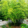 Black Bamboo Tree