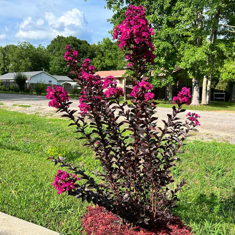 Black Diamond® Mystic Magenta™ Crape Myrtle Tree