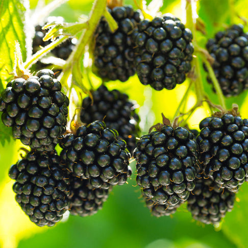 Black Satin Thornless Blackberry Bush