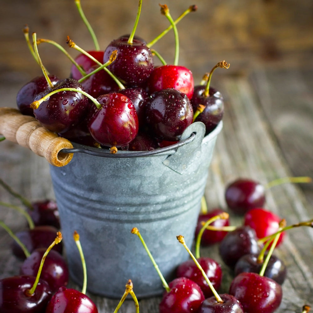 Black Tartarian Cherry Tree