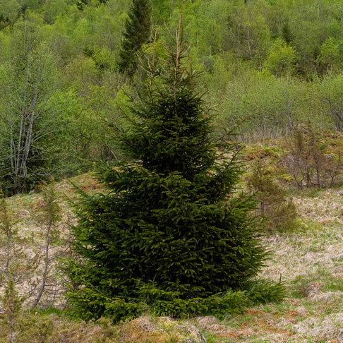 Blaze Norway Spruce Tree