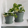 Bloem Terra Planter in Basil