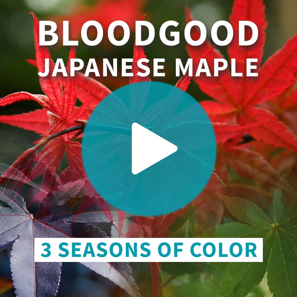 Bloodgood Japanese Maple Tree