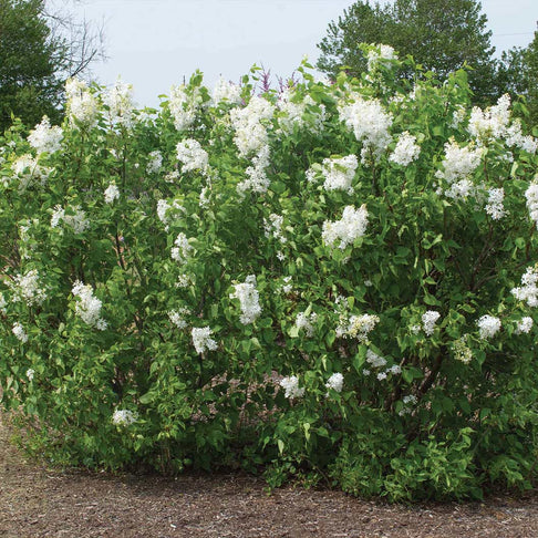 Bloomables® New Age™ White Lilac