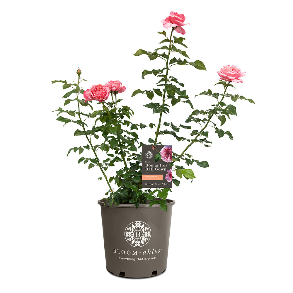 Bloomables® Romantica® Ball Gown Rose