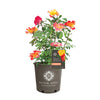 Bloomables® Sunset Horizon Rose