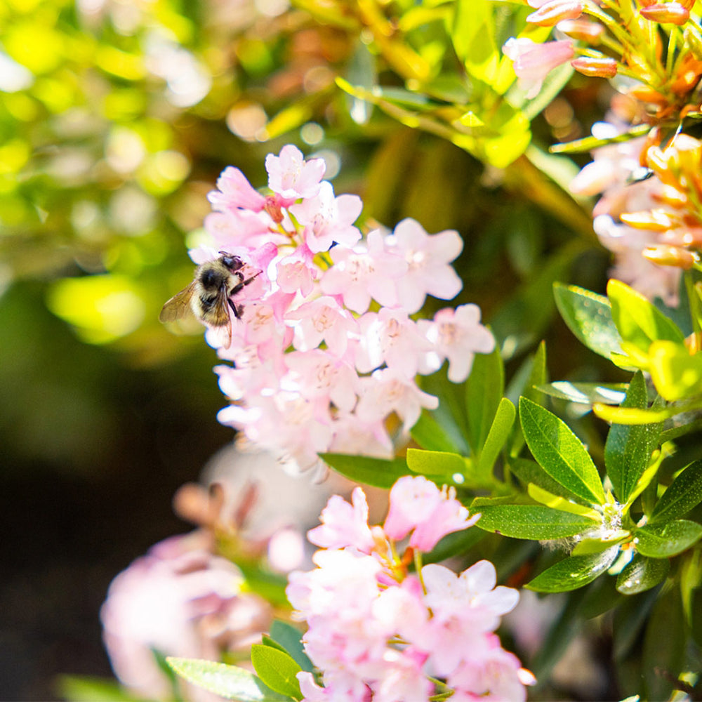 Bloombux® Blush Rhododendron Bush
