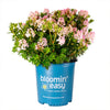 Bloombux® Blush Rhododendron Bush