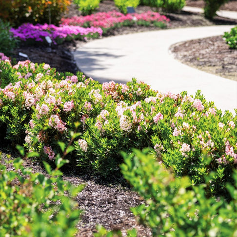Bloombux® Blush Rhododendron Bush