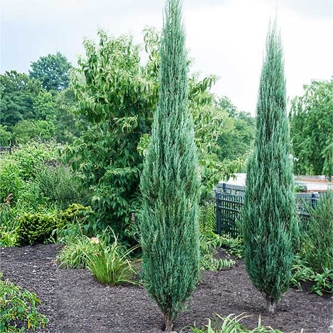 Blue Arrow Juniper Shrub