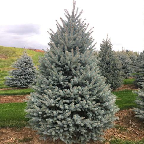 Blue Diamond Spruce Tree