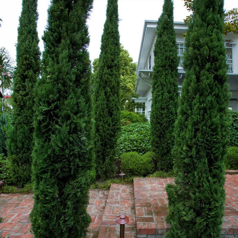 Blue Italian Cypress