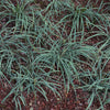 Blue Zinger Sedge