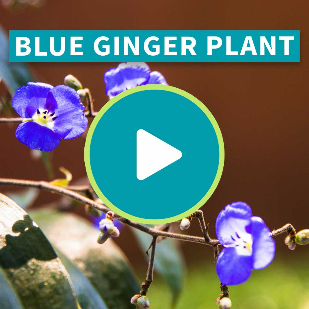 Weeping Blue Ginger Plant