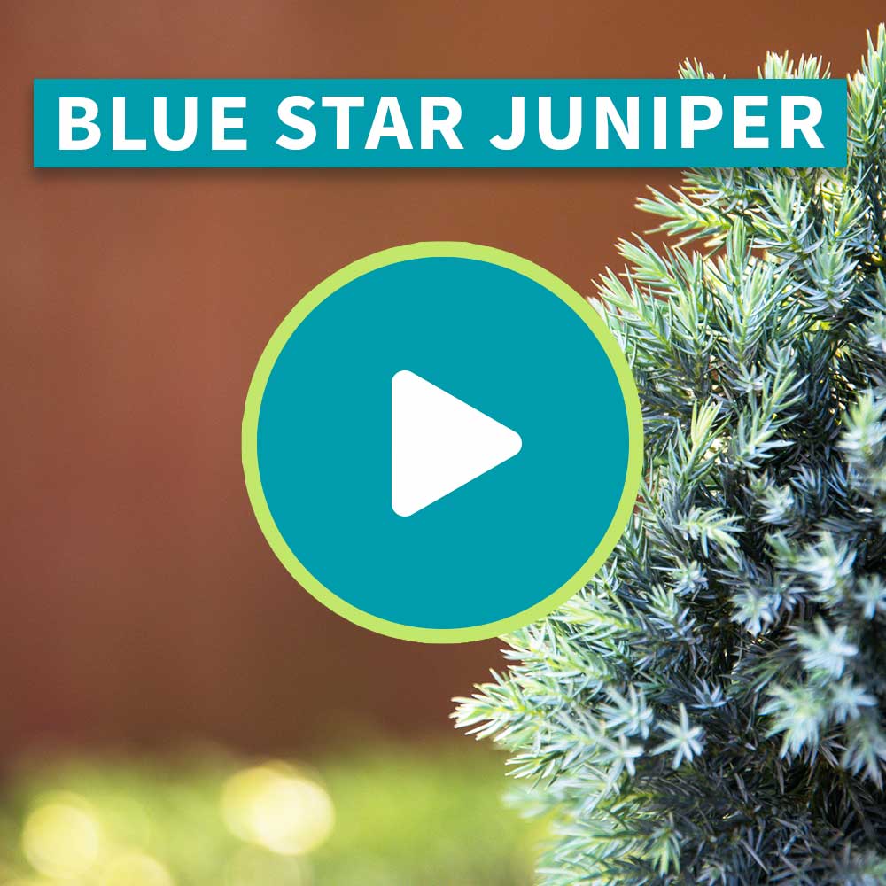 Blue Star Juniper Tree